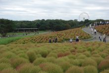 ひたち海浜公園